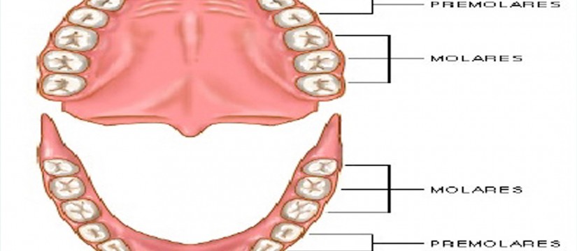 4-tipos-de-dientes-1920